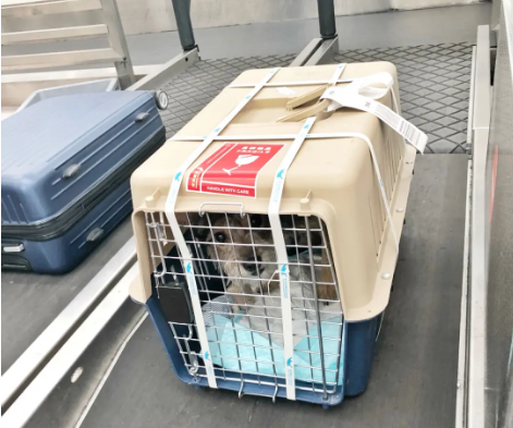 晋城宠物托运 宠物托运公司 机场宠物托运 宠物空运